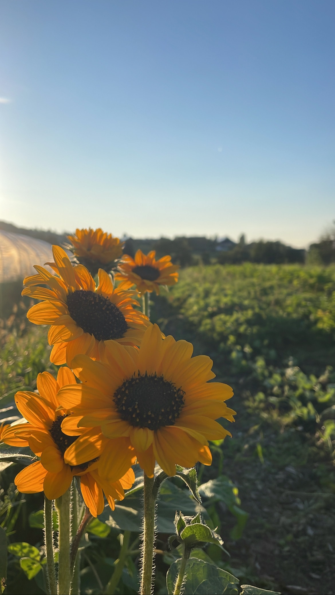Sonnenblumen auf dem Fischl Biohof in Niederbayern bei Sonnenuntergang