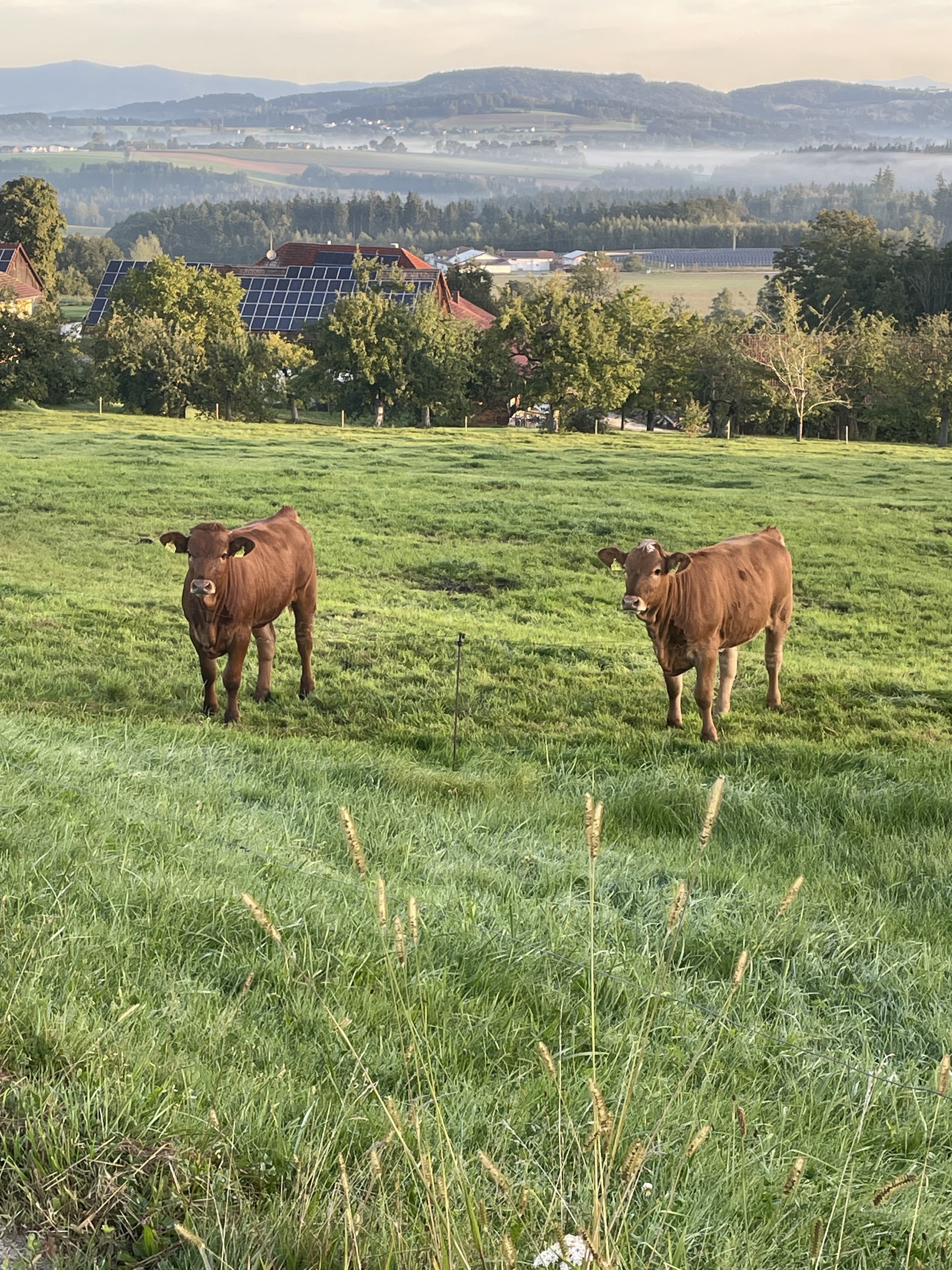 Zwei braune Kühe auf grüner Weide mit Bauernhaus, Solarzellen und Hügeln im Nebel im Hintergrund.