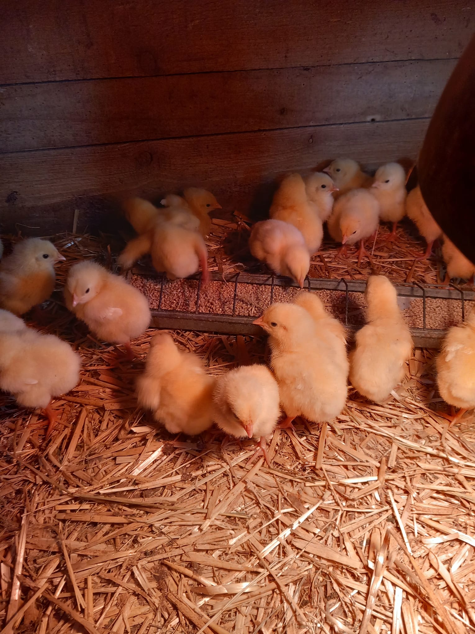 Mehrere gelbe Küken auf Stroh mit Futter in einem Holzstall auf dem Bio-Bauernhof Fischl in Niederbayern.