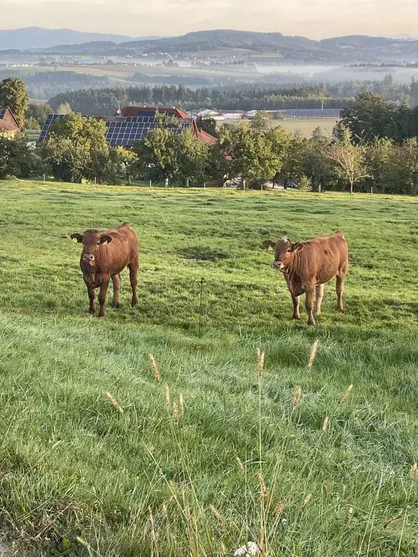 Zwei braune Kühe auf grüner Weide mit Bauernhaus, Solarzellen und Hügeln im Nebel im Hintergrund.